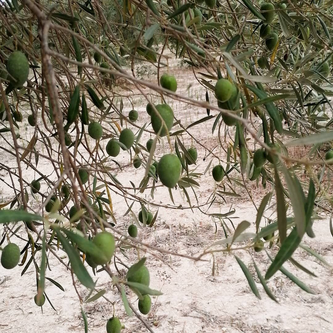 Immagine diapositiva