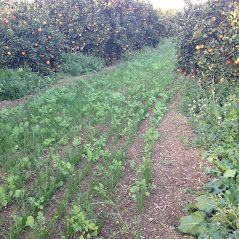 Immagine diapositiva