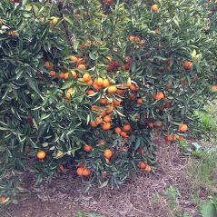 Immagine diapositiva