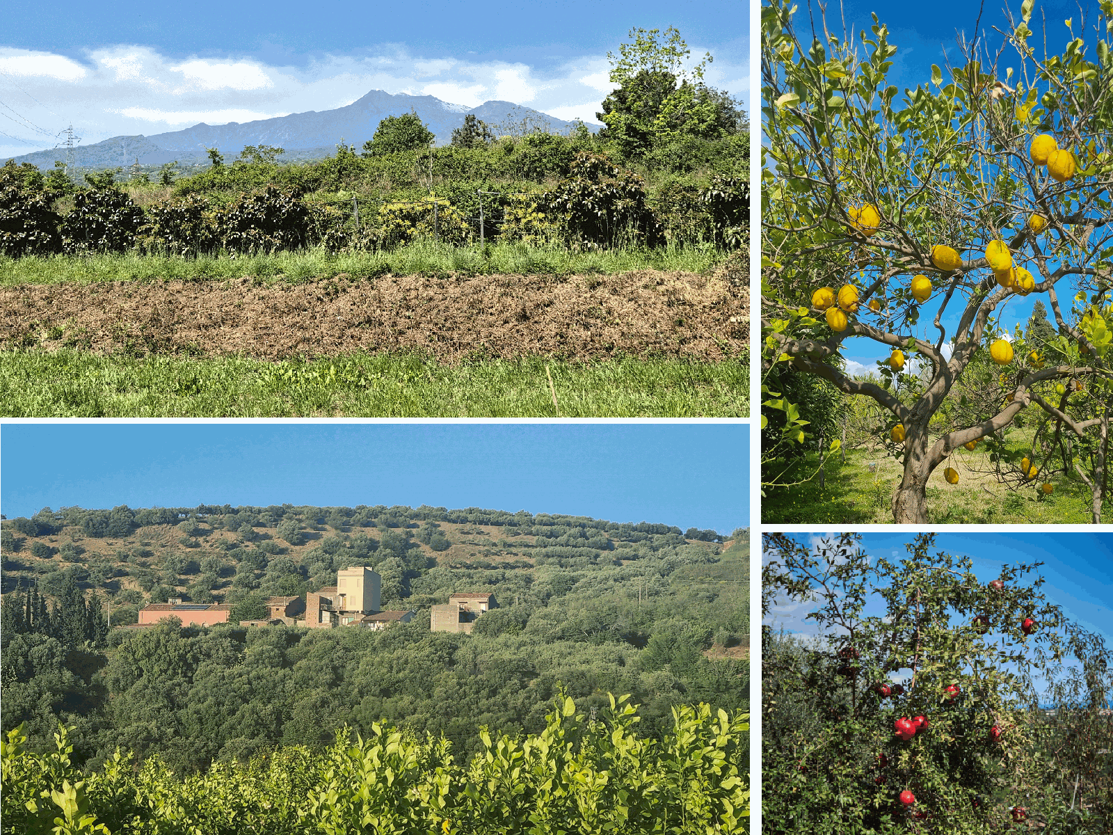 Le aziende