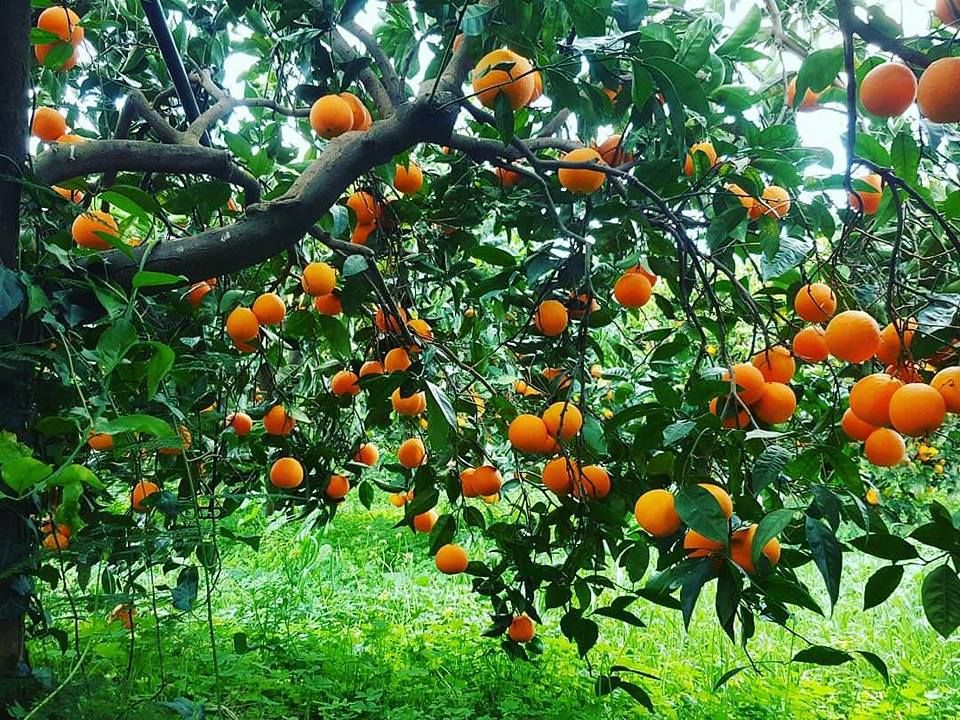 Immagine della diapositiva