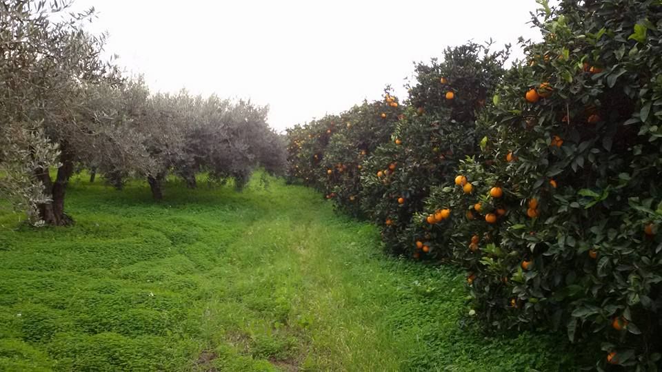 Immagine della diapositiva