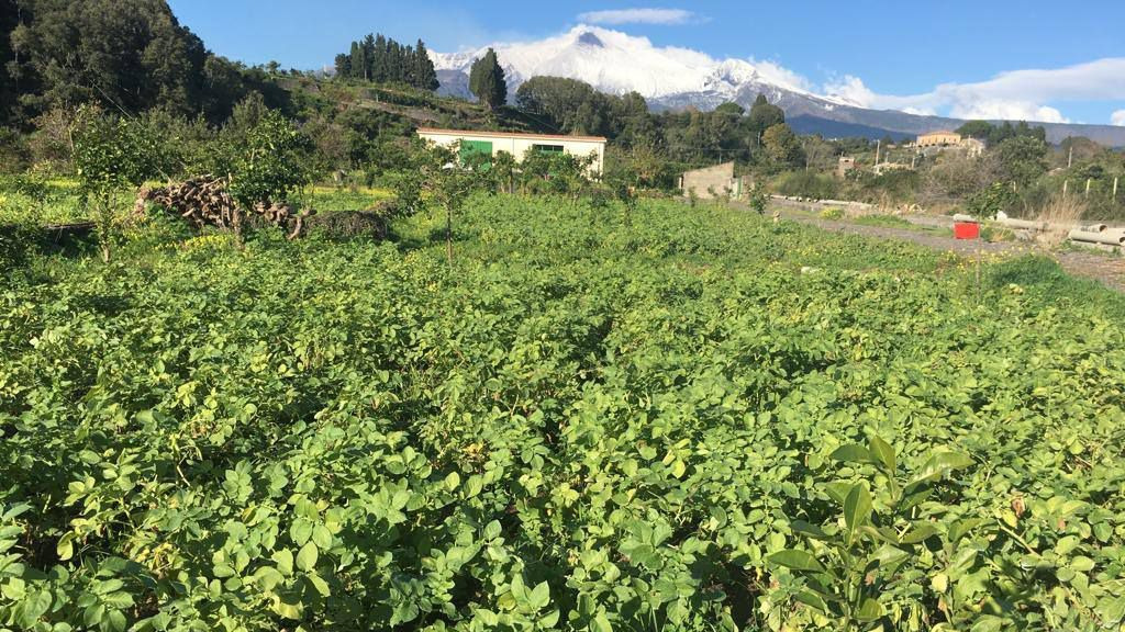 Odoo • Testo e immagine