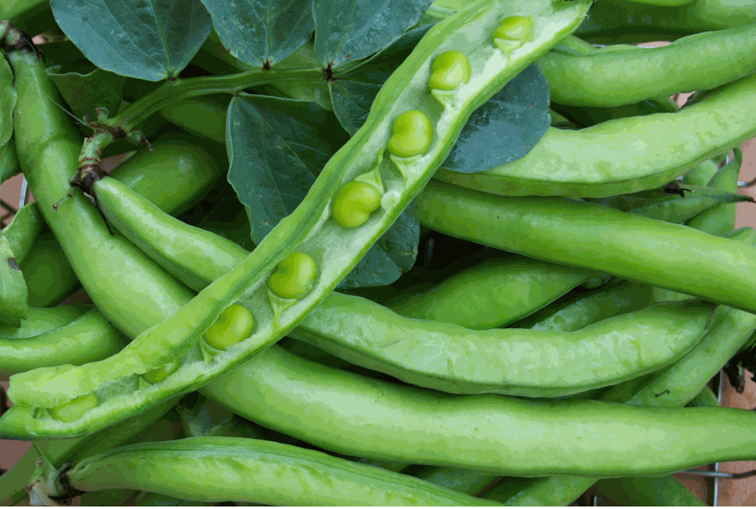 Odoo • Immagine e testo