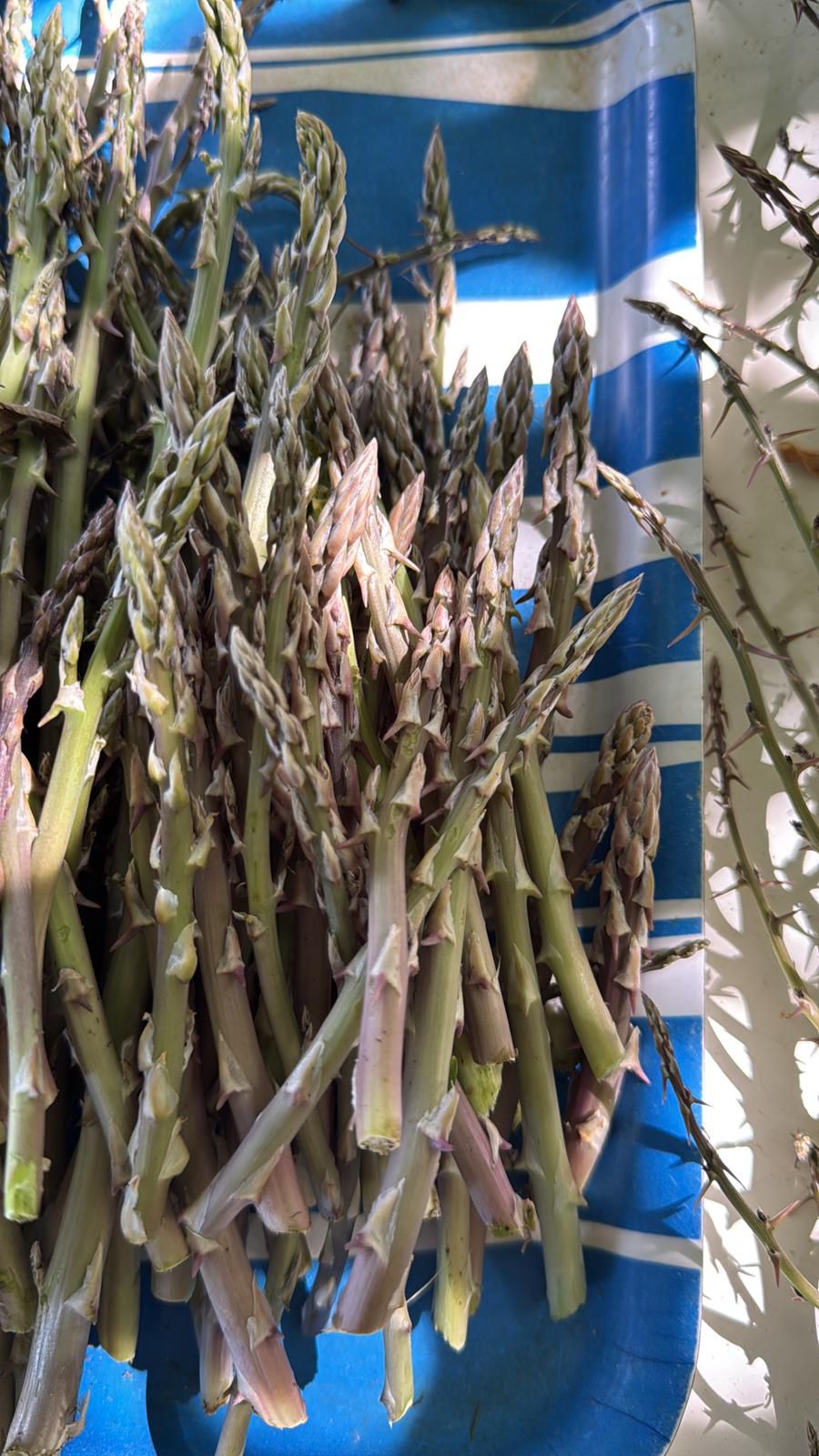 Immagine diapositiva