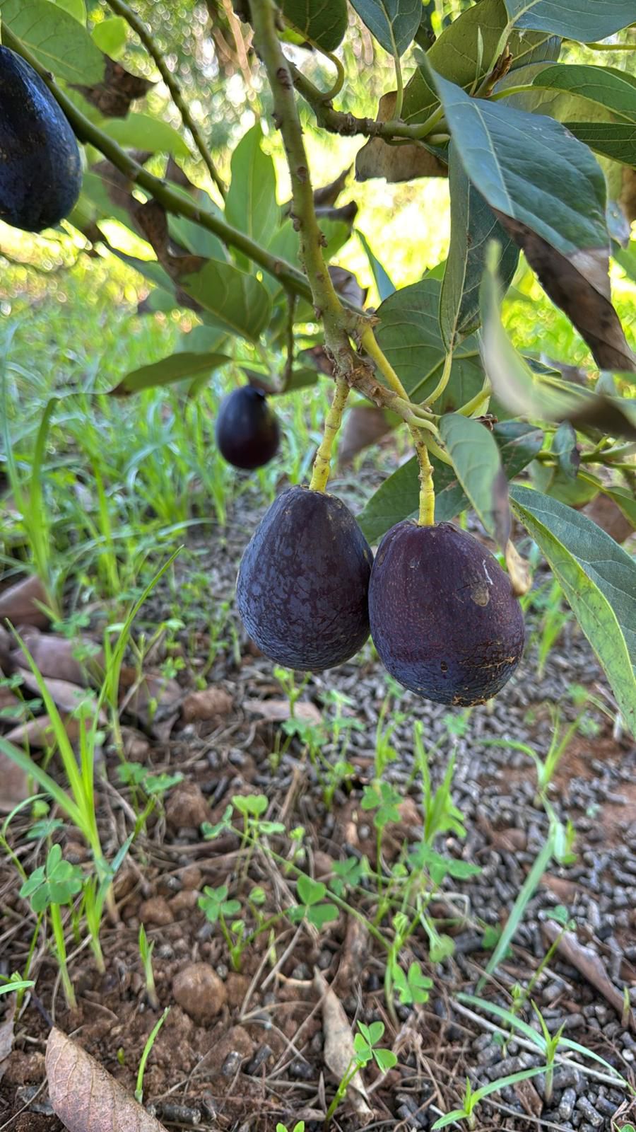 Immagine diapositiva