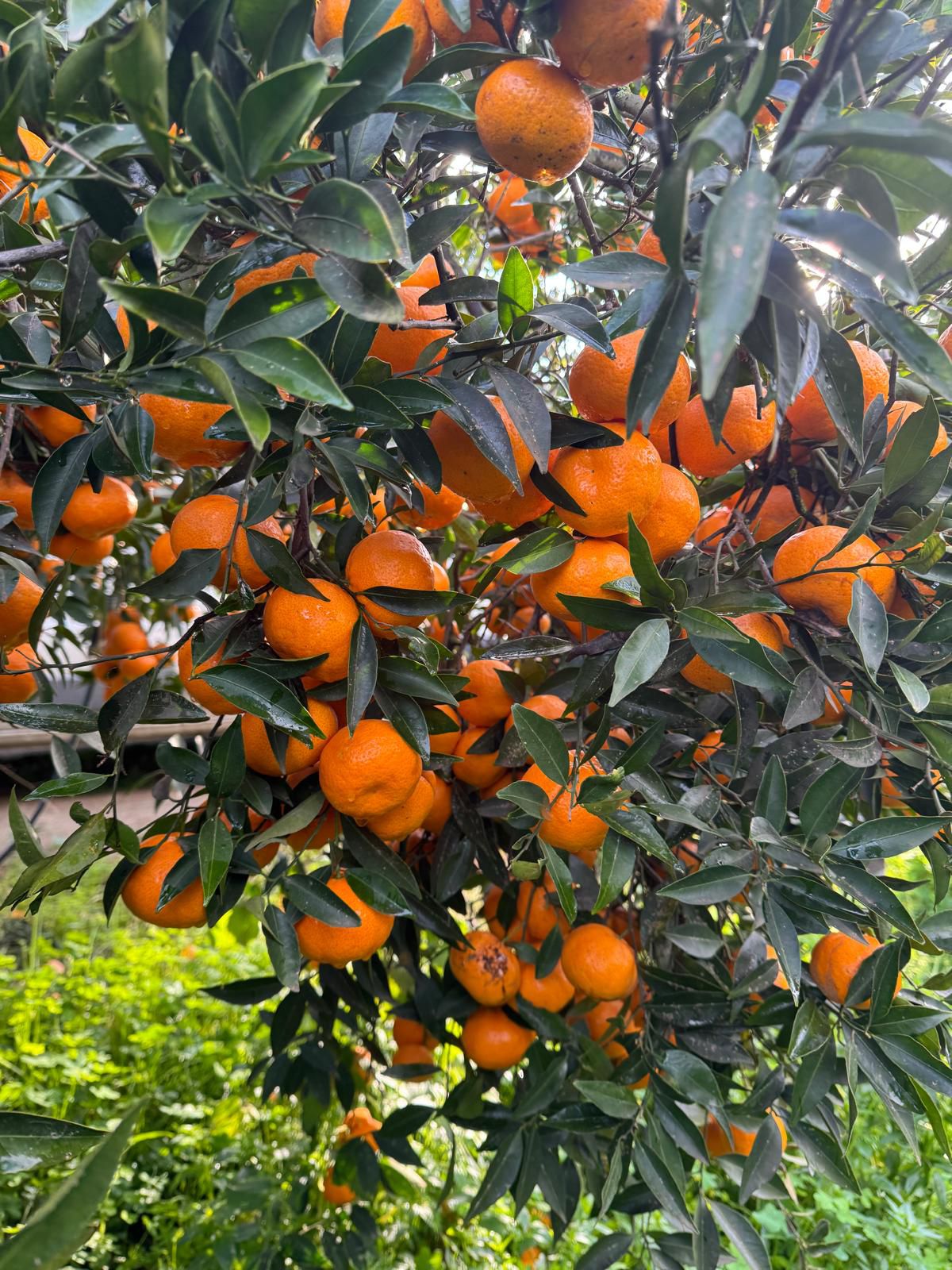 Immagine diapositiva