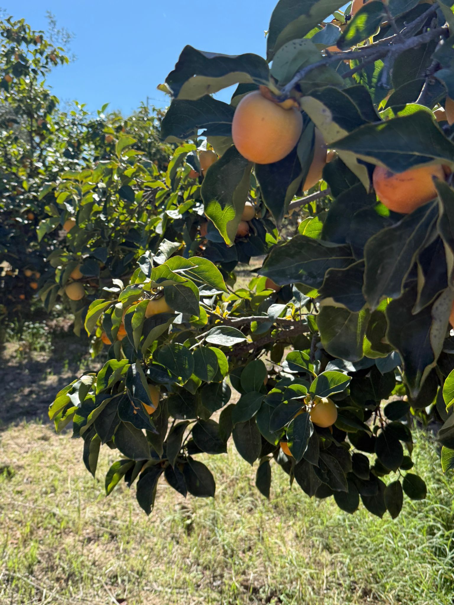 Immagine diapositiva