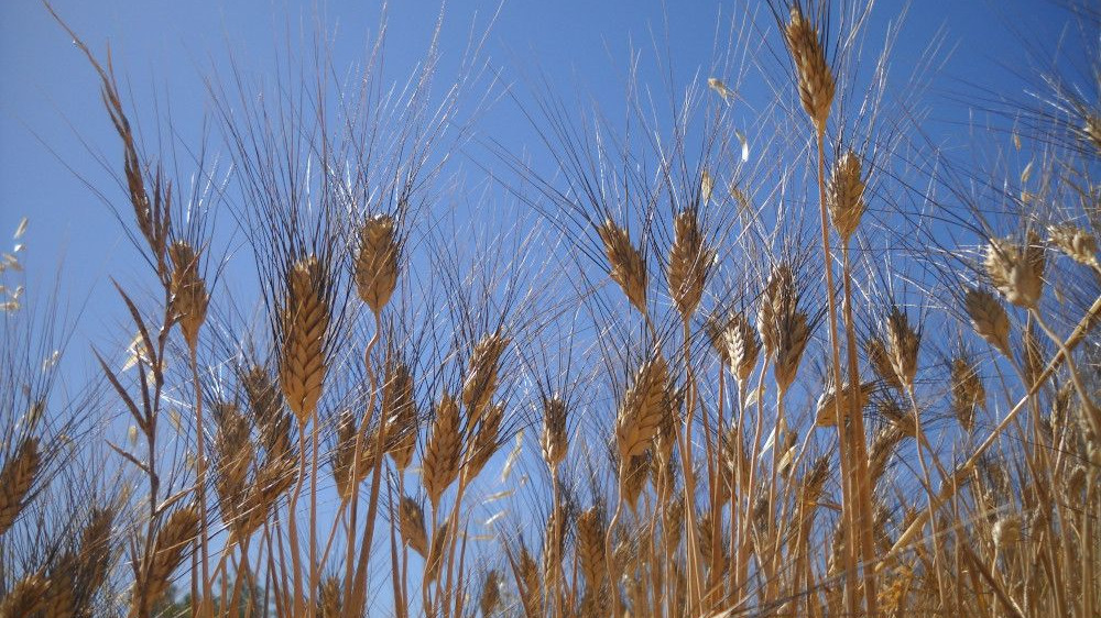 Odoo • Testo e immagine