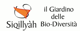 Odoo • Testo e immagine