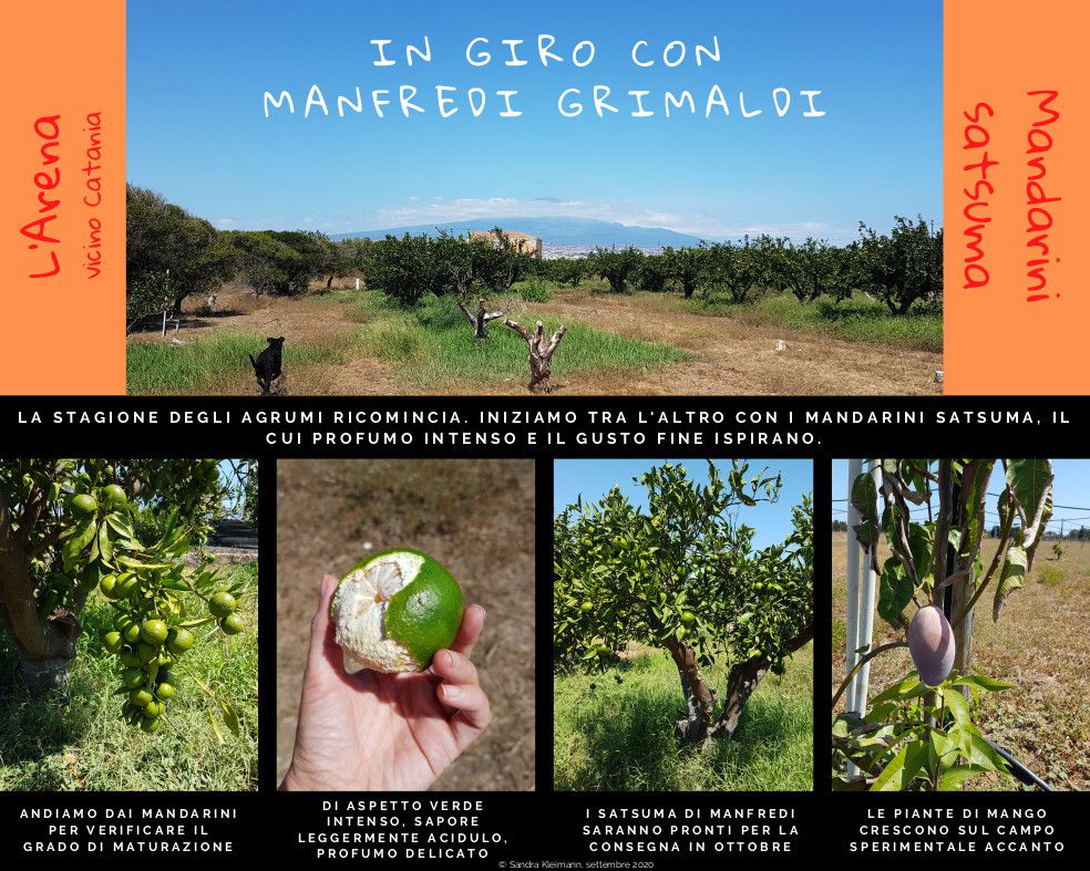 Odoo • Testo e immagine