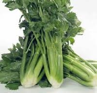 Stangensellerie BIO Herkunft Italien, 6 kg Kiste