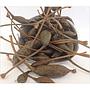 Cocunci vaso da 130 gr